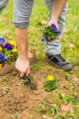 Fototapeta premium Planting Flowers