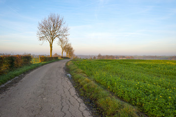 Fototapeta na wymiar Country lane along a field at sunrise in autumn