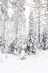 russian winter forest in snow