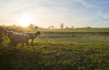 Fototapeta premium Sheep in a meadow at sunrise in autumn