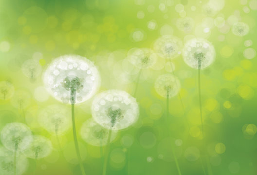 Vector spring bokeh background with white dandelions.