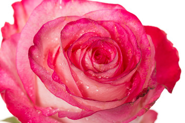 Fototapeta na wymiar Fresh pink roses on white