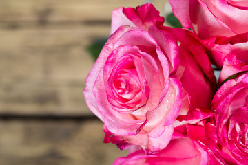 Fresh pink roses on white