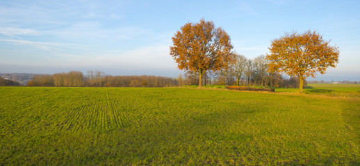 Fototapeta premium Trees along a meadow at sunset in autumn