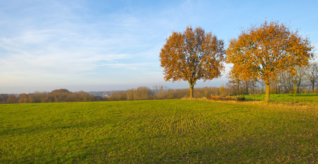 Trees along a meadow at sunset in autumn
