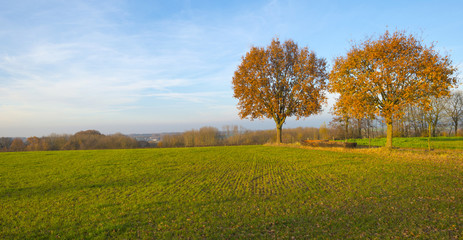 Fototapeta na wymiar Trees along a meadow at sunset in autumn