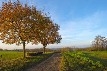 Country lane along a field in autumn