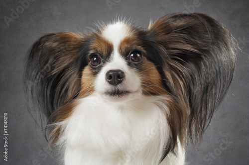 Chien épagneul Nain Continental Papillon Phalène Stock