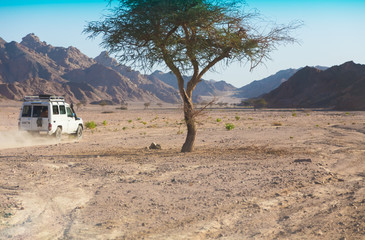 Desert safari