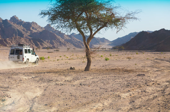 Fototapeta Desert safari