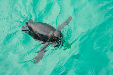 Galapagos penguin swimming, Isabela island (Ecuador)