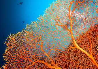 Couple of scuba divers on coral reef © frantisek hojdysz