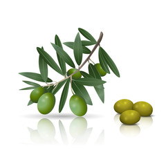 olive branch with fruits and reflection