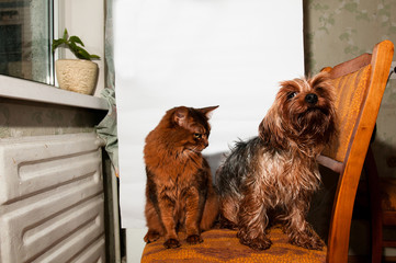 Home portrait of cat and dog