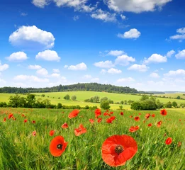 Foto op Canvas Spring landscape with red poppy in wheat field © vencav