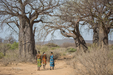 Afrikanische Frauen vor Baobab Baum