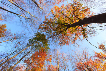 Looking up to trees in forest