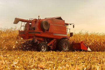 Red harvester working on corn field