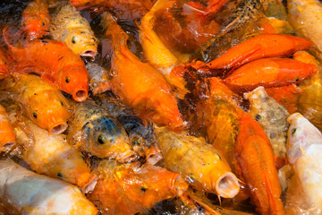 plenty of colorful koi or carp chinese fish in water