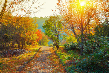 Obraz premium Ogród botaniczny w Tbilisi w Gruzji