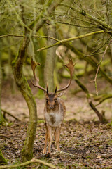 Naklejka na ściany i meble Male fallow deer (Dama dama) in the rutting season.