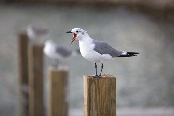 Seagull birds perching in the city of Miami
