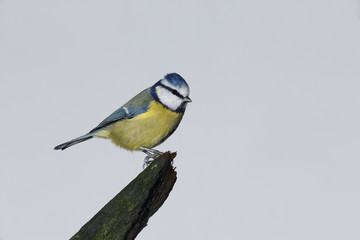 Blue tit, Parus caeruleus