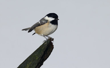Coal tit, Parus ater