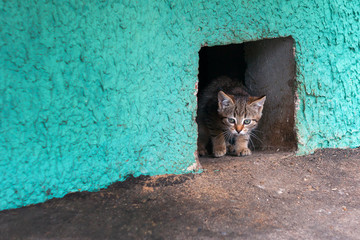 Homeless kitten cat looking from a cellar hole.