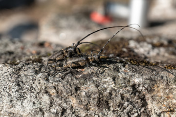 insect life