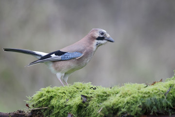 Jay, Garrulus glandarius