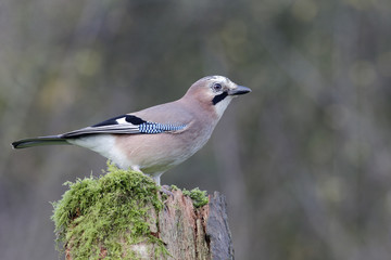 Jay, Garrulus glandarius