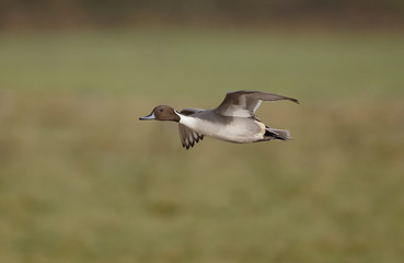 Northern pintail, Anas acuta