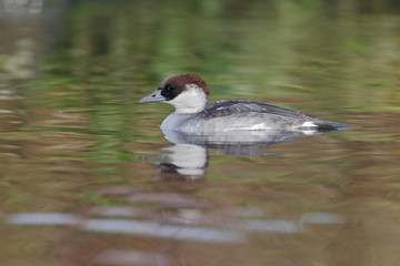 Smew, Mergellus albellus