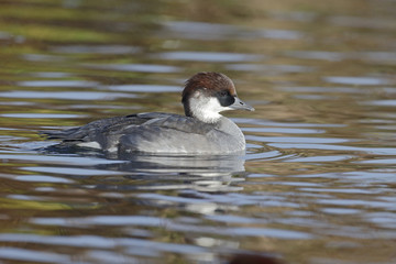 Smew, Mergellus albellus