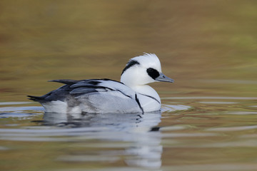 Smew, Mergellus albellus