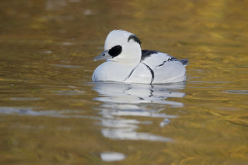 Smew, Mergellus albellus