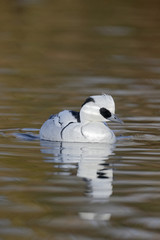 Smew, Mergellus albellus