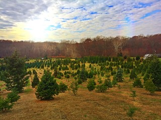 Christmas Tree Farm