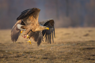 White tailed eagle at dawn