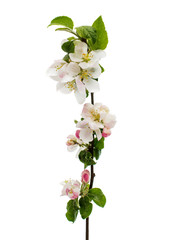 Obraz premium apple blossom