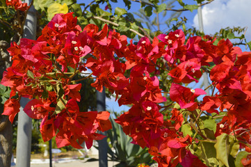 Bougainvillea spectabilis flowering outside in Portugal