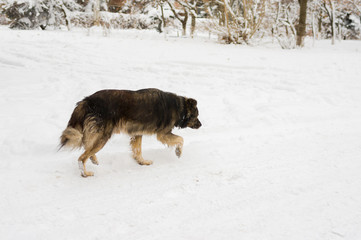 Mixed breed dog in search of everyday food