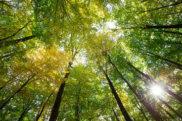 forest