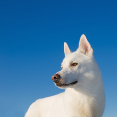 Portrait of a white dog