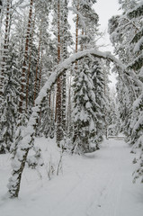Winter snow covered trees. Viitna, Estonia.