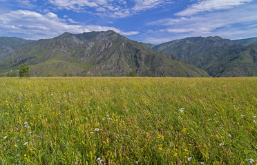 Meadow in the Altai Mountains.