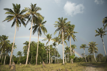 Obraz na płótnie Canvas Palm trees,cloudy sky, rainbow