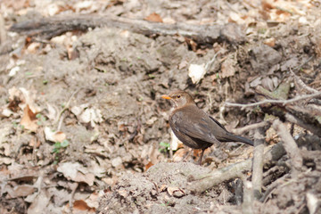 Turdus merula, Blackbird.