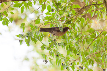 Turdus merula, Blackbird.